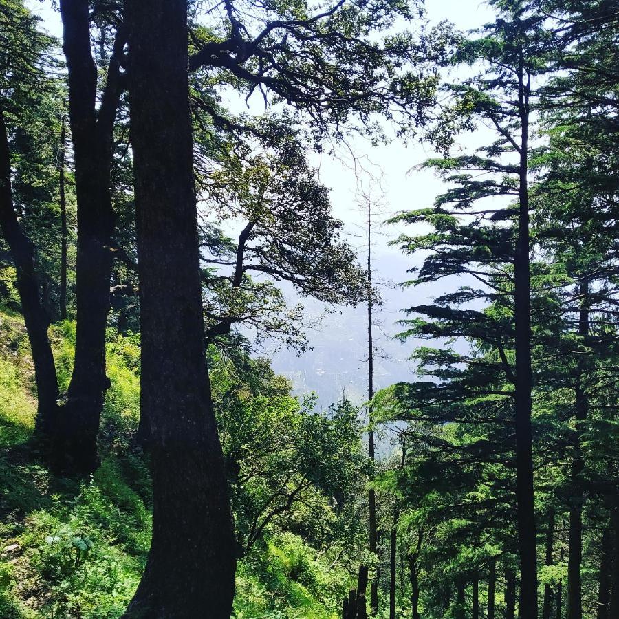 Shimla Pines Homestay Kültér fotó