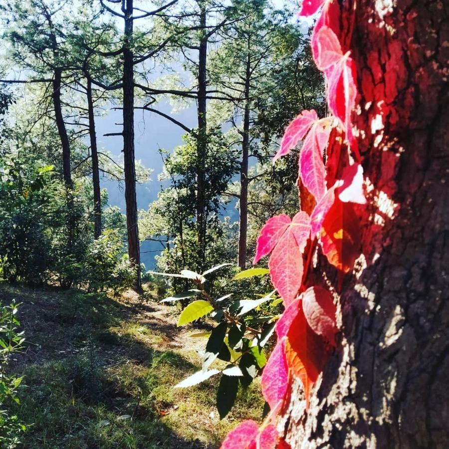 Shimla Pines Homestay Kültér fotó