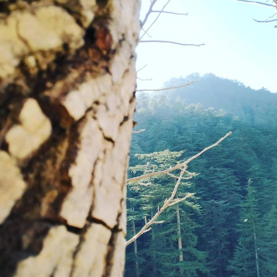 Shimla Pines Homestay Kültér fotó